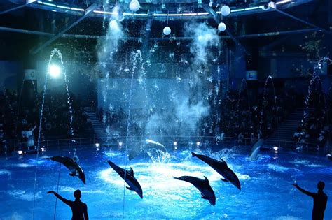 水族館 デート 東京|東京・関東の水族館12選！夜のデートや子供におすすめも.